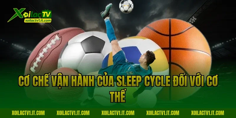 Cơ chế vận hành của Sleep cycle đối với cơ thể